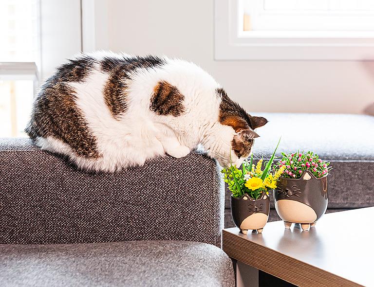 Cat on Legs Planter (Small)