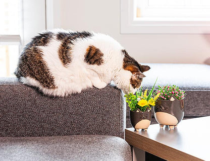 Cat on Legs Planter (Small)